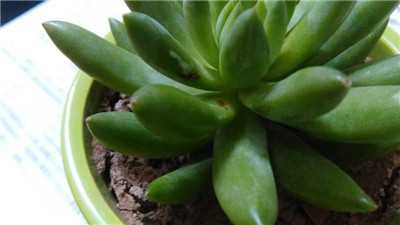 千佛手叶子皱巴巴的怎么办