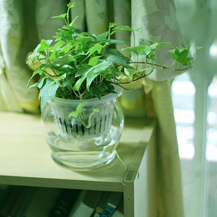 常春藤水培怎么生根快