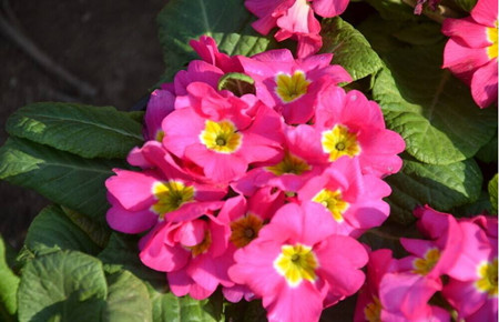 怎样把报春花养好