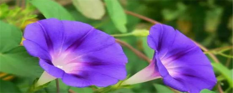 牵牛花的习性(牵牛花藤蔓)