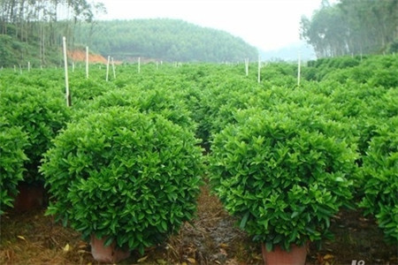 非洲茉莉秋冬季的养护