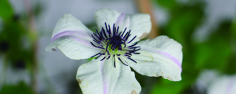 铁线莲冬天能冻死吗(铁线莲室外越冬)