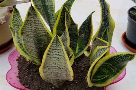 虎皮兰怎么换盆能浇水吗