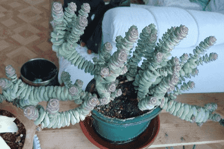 钱串子叶子黄了有些枯萎什么