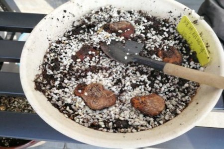 龙吐珠花怎么剪枝繁殖方法介绍 龙吐珠修剪示意图解