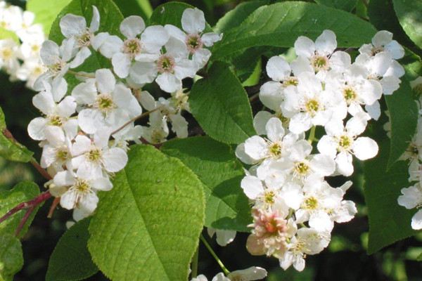 稠李播种繁殖方法(南昌环形高铁)