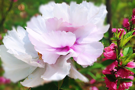 牡丹花的特点有哪些