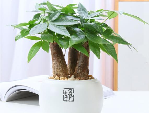 发财树树干腐烂怎么补救剪除消毒重栽,提供光照,肥水控制(发财树树干腐烂一半还能长高吗)