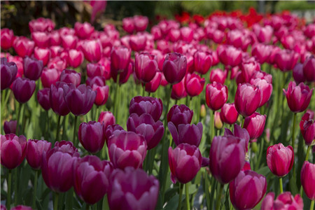 冬天郁金香怎么养