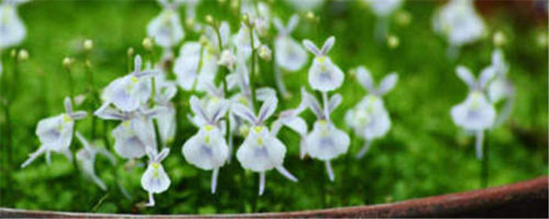 小白兔狸藻的养殖方法和注意事项(小白兔狸藻怎么养爆盆)