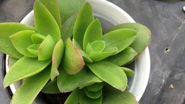 火祭为什么不红(火祭怎么是绿色的)