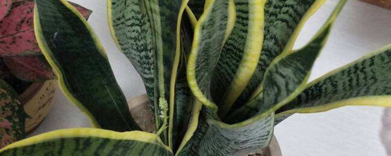 虎皮兰是否成活如何判断换盆后成活几率大吗(虎皮兰怎么换盆能浇水吗)