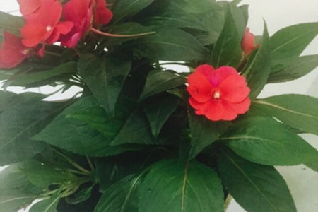 玻璃翠叶子发黄怎么回事