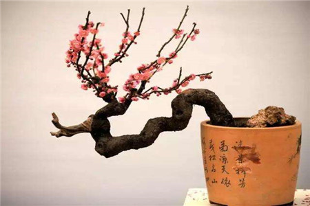 梅花换盆后如何养护