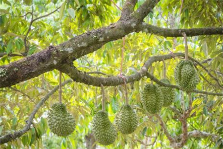 榴莲春天怎么养活