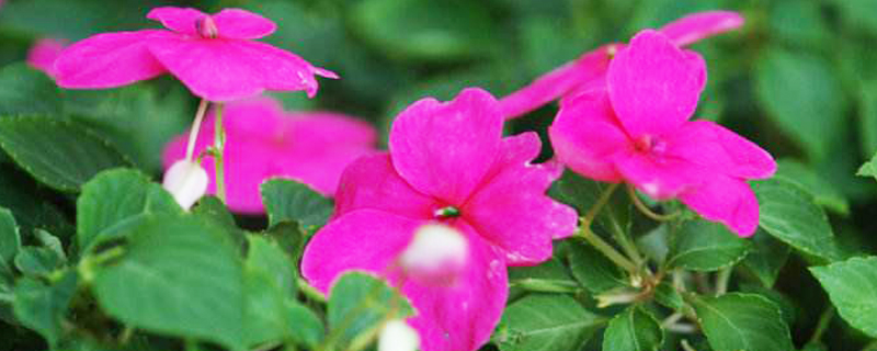 玻璃翠叶子发黄脱落怎么解决黄叶枯萎的原因及补救办法(玻璃翠叶子发黄怎么回事)