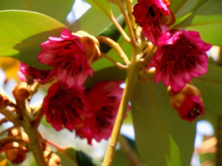 红荷花的花语和寓意