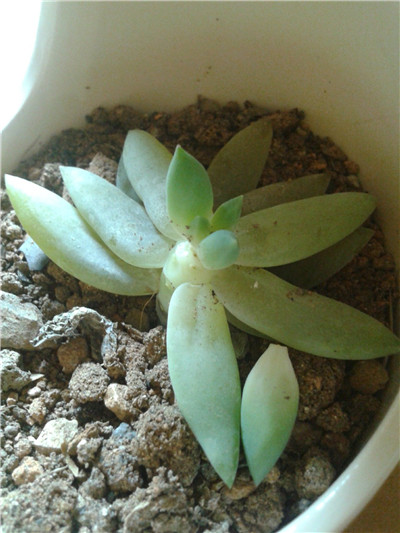 千佛手叶子皱了怎么办(千佛手叶子皱巴巴的怎么办)