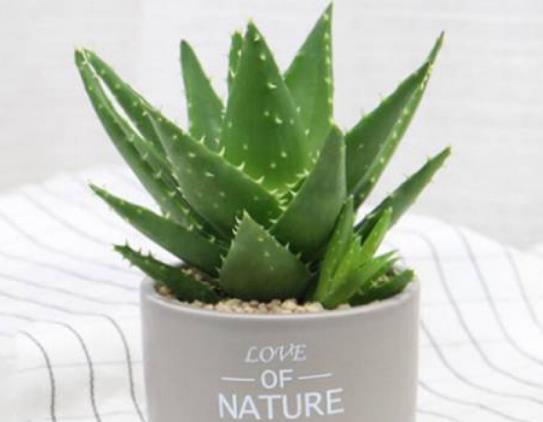 芦荟如何进行栽培春季3~4月进行分根或扦插法繁殖(芦荟的扦插种植方法)