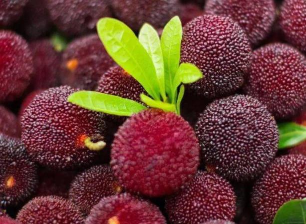 杨梅酒怎么保存泡了5年的杨梅酒能喝吗(杨梅酒泡了三年了还能喝吗)