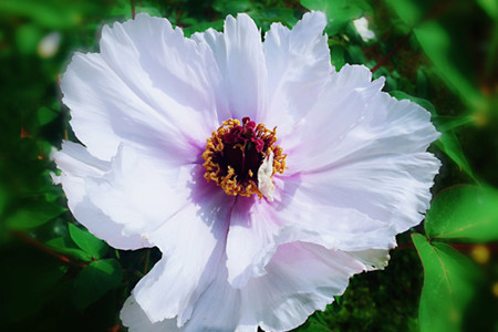 牡丹花的特点有哪些