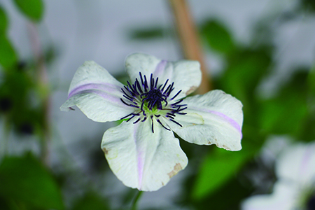 铁线莲室外越冬
