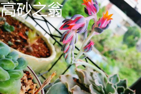 高砂之翁会开花吗