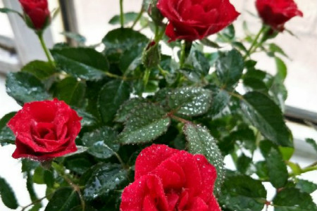 玫瑰花要经常浇水吗?