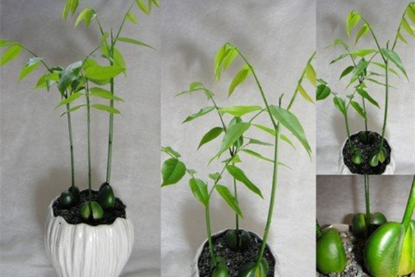 绿元宝有毒吗可以放在卧室养吗(绿元宝寓意)