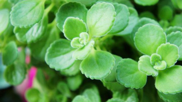 碰碰香如何浇水(碰碰香浇水浇根还是浇叶子)