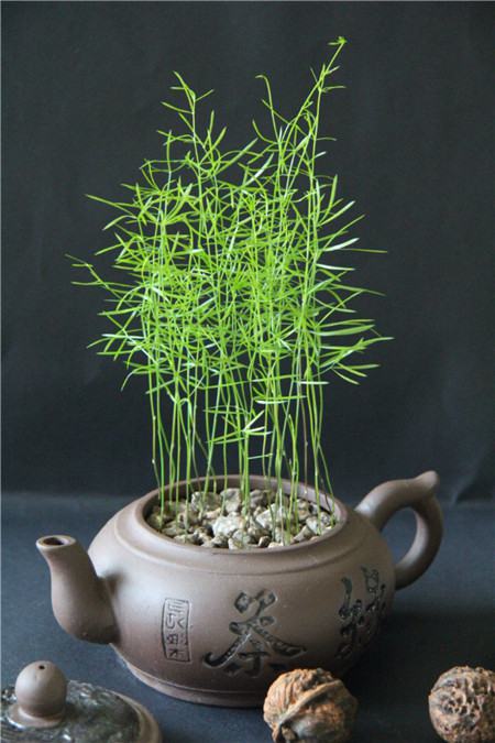 天门冬武竹的养殖方法