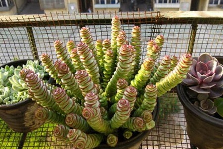 钱串子叶子黄了有些枯萎什么