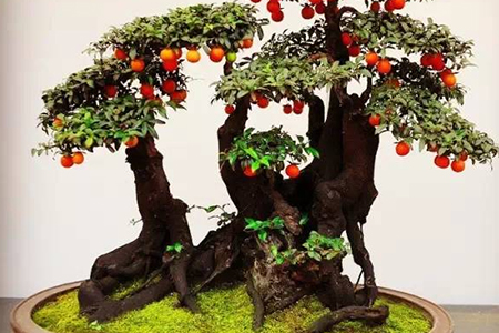 金弹子的养殖方法和注意事项播报