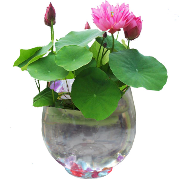 碗莲水里长虫怎么办