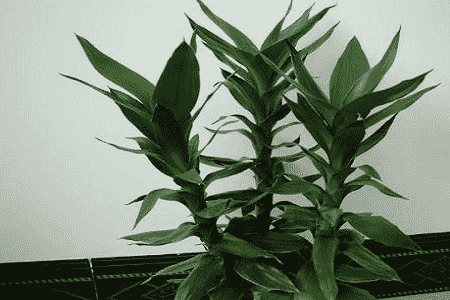 富贵竹去甲醛吗适合放在室内吗