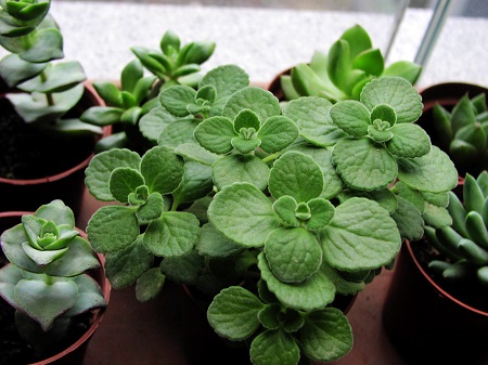 碰碰香浇水浇根还是浇叶子