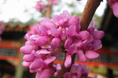 紫荆花养植方法