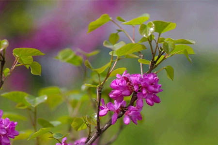 紫荆花养植方法