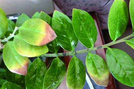 摇钱树叶子发黑脱落怎样挽救