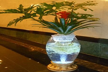 水培鸿运当头好养吗