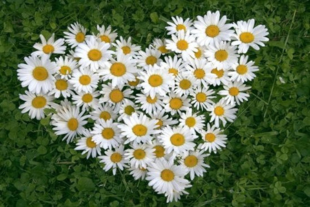 雏菊叶子和花都蔫了怎么办