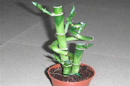 富贵竹去甲醛吗适合放在室内吗