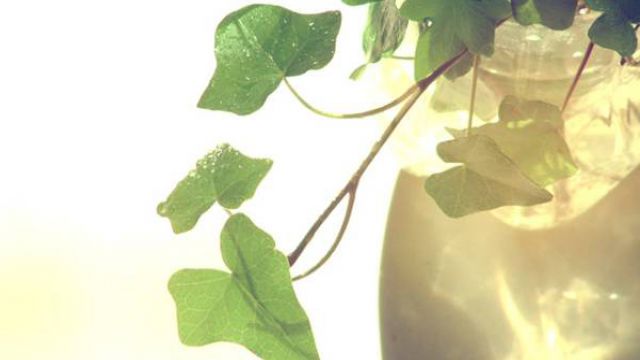 常春藤怎么水培常春藤水培要点及养护方法(常春藤水培怎么生根快)