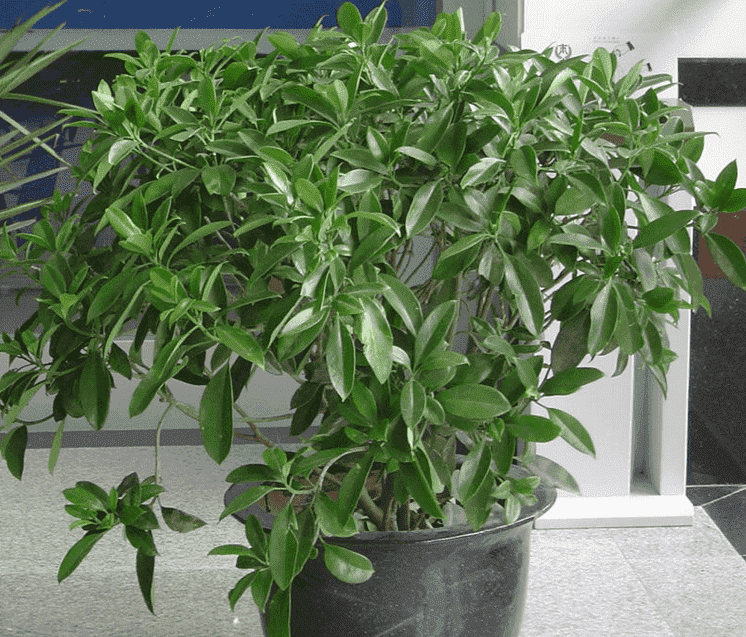 雾霾天气室内怎么消毒