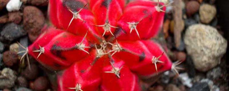 绯牡丹怎么养(绯牡丹开花)