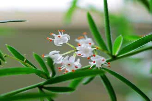 武竹的养殖方法(天门冬武竹的养殖方法)