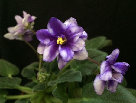 非洲堇开花后怎么修剪