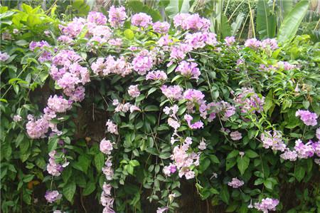 蒜香藤什么时候开花结果