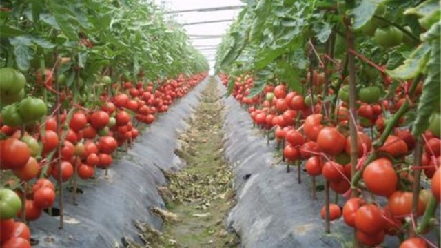 番茄种植技术(冬季大棚番茄种植技术)