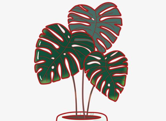 滴水观音施什么肥最好以氮肥为主配以磷钾肥(滴水观音施肥用复合肥可以么)